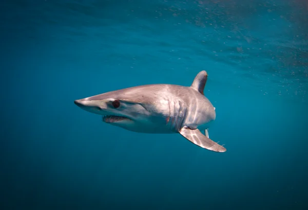 Mako shark